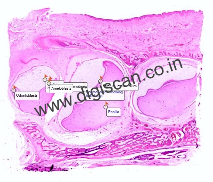 BDS Complete Digital Slides Set (Histology, Dental Anatomy & Oral Pathology)